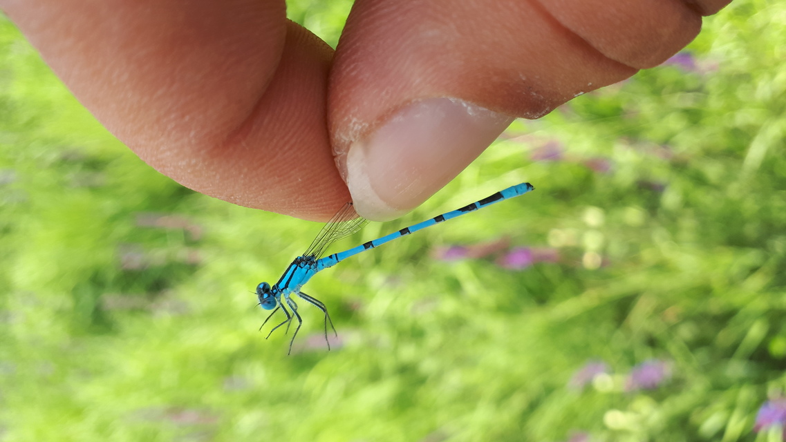 Enallagma cyathigerum - kéksávos légivadász