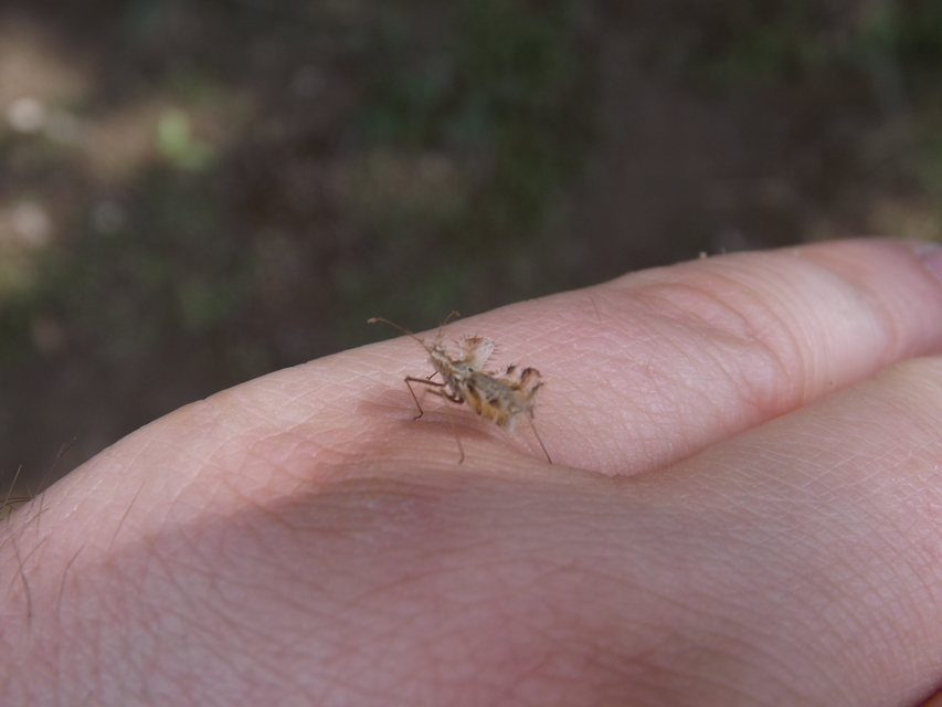Phyllomorpha laciniata - lándzsás karimáspoloska
