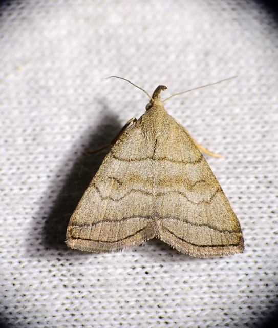 Herminia tarsicrinalis - szőröslábú karcsúbagoly