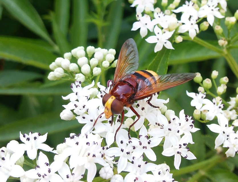 Volucella zonaria - kétöves pihelégy