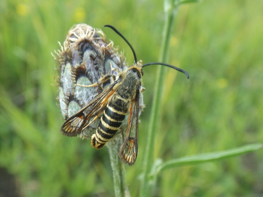Bembecia ichneumoniformis - fürkész-szitkár