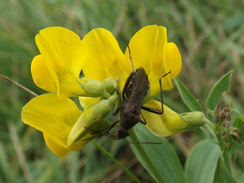 Alydus calcaratus - szőrös tövispoloska