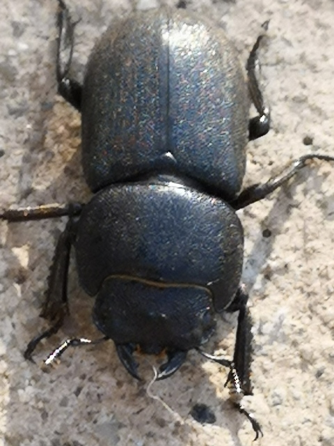Dorcus parallelipipedus - kis szarvasbogár
