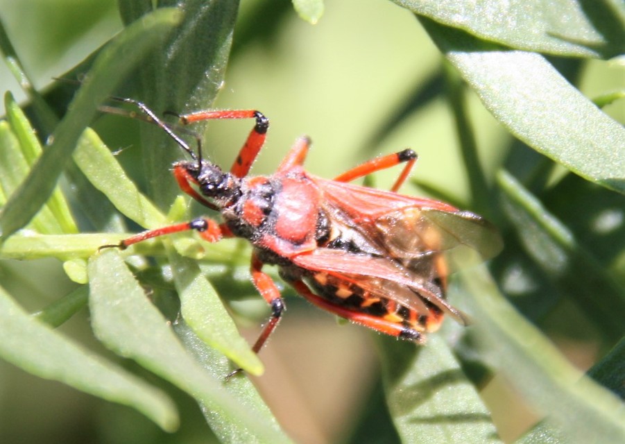 Rhynocoris iracundus - közönséges gyilkospoloska