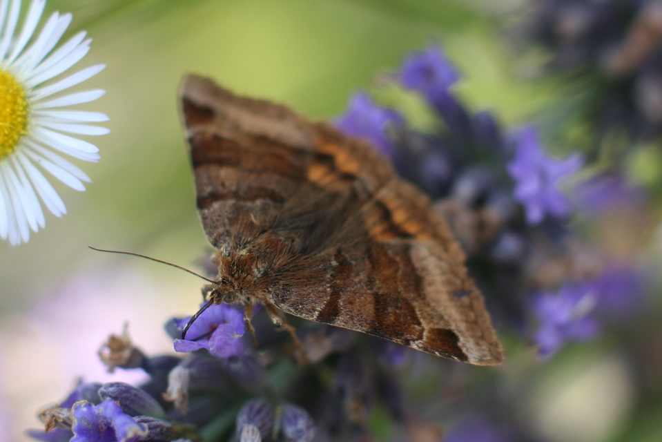 Euclidia glyphica - közönséges nappalibagoly