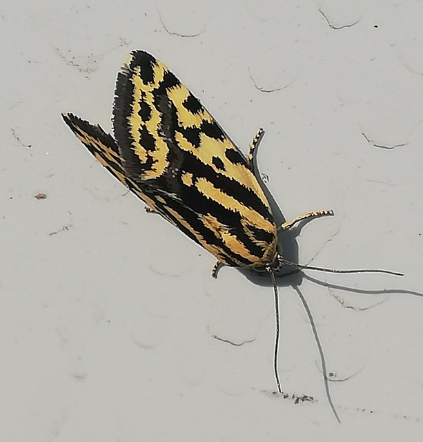 Emmelia trabealis - zebrabagoly