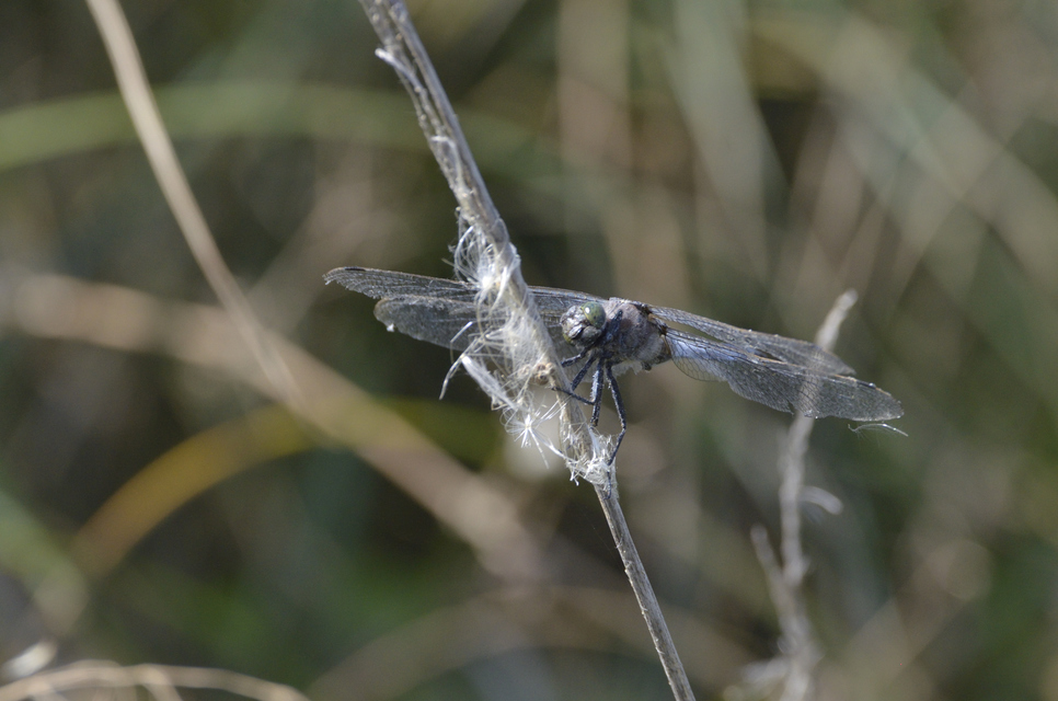 Orthetrum coerulescens - karcsú pásztorszitakötő