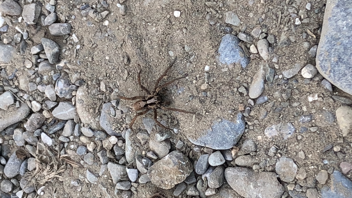 Alopecosa inquilina