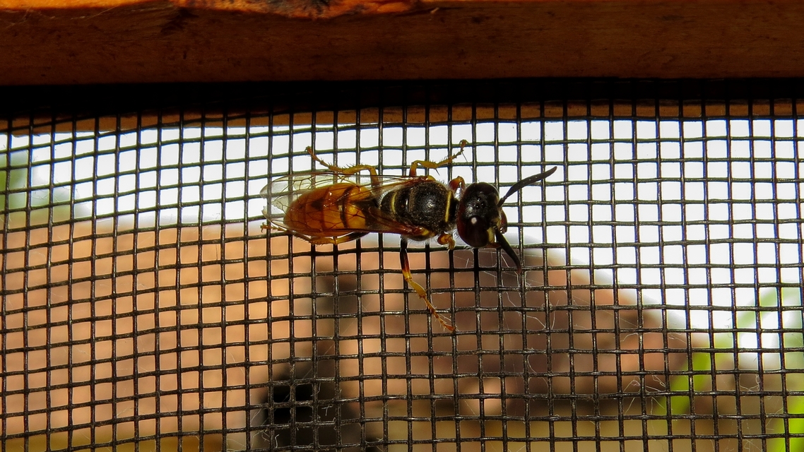 Philanthus triangulum - közönséges méhfarkas