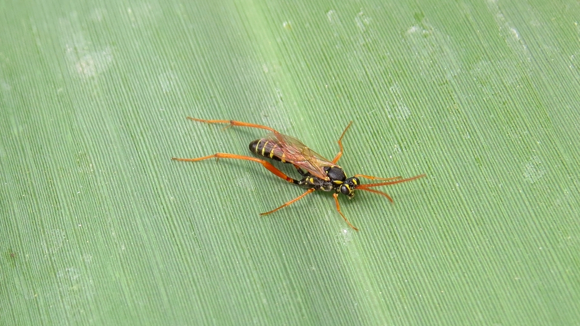 Latibulus argiolus