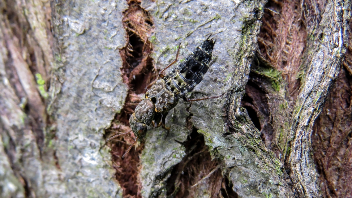 Ontholestes murinus - márványos holyva