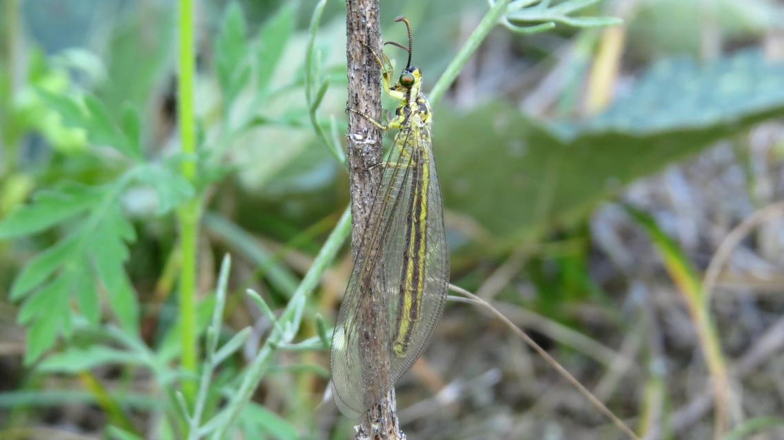 Myrmecaelurus trigrammus - hangyafarkas