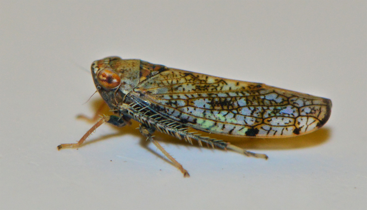 Orientus ishidae