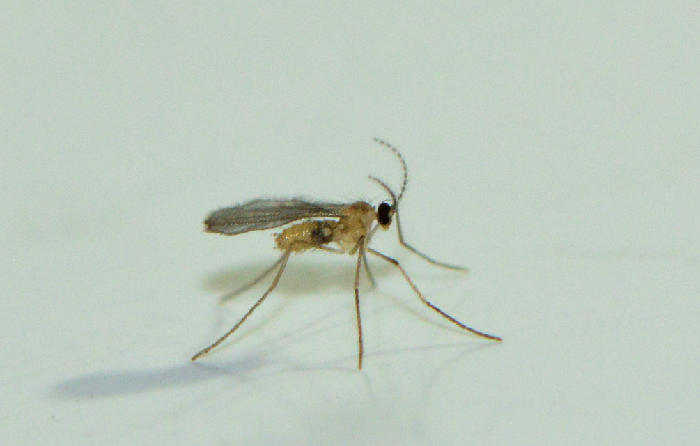 Cecidomyiidae - gubacsszúnyogok