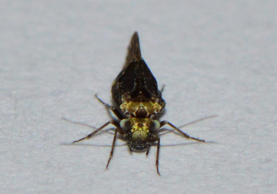 Psocoptera - Fürgetetvek