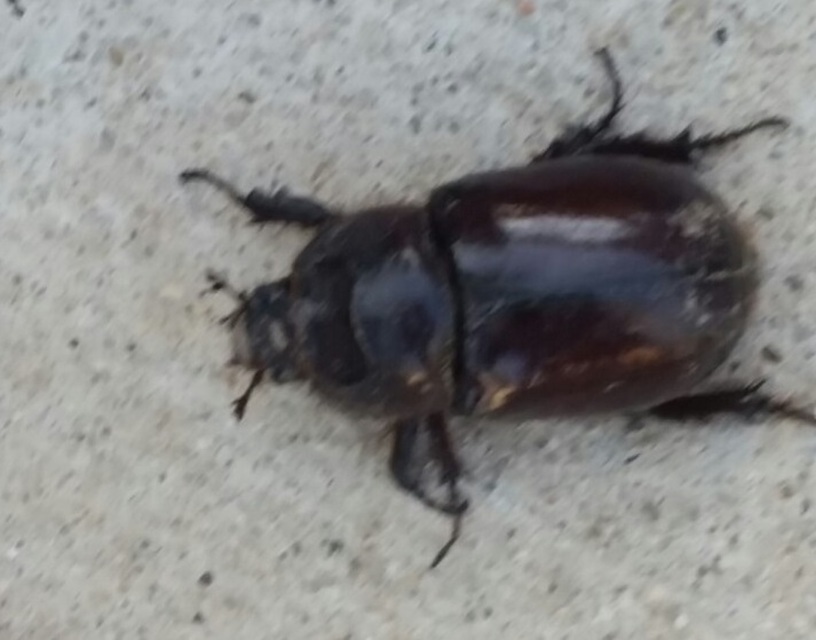 Oryctes nasicornis - orrszarvú bogár