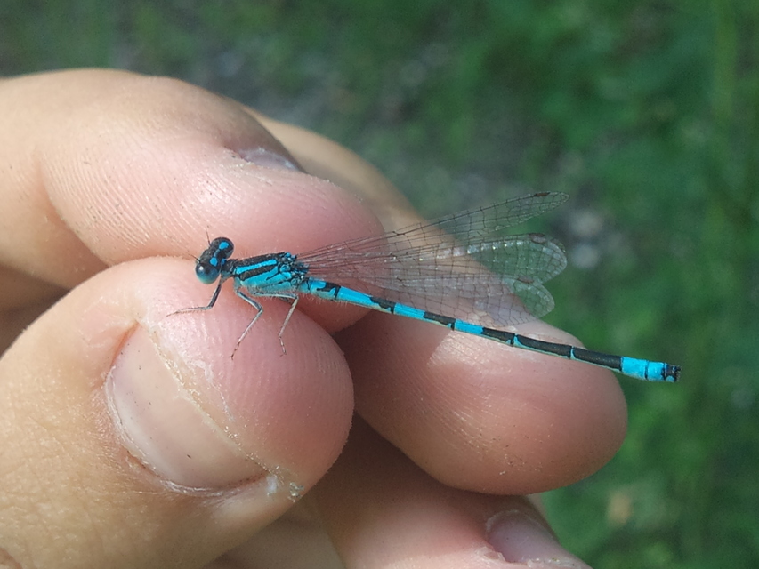 Coenagrion scitulum - mediterrán légivadász