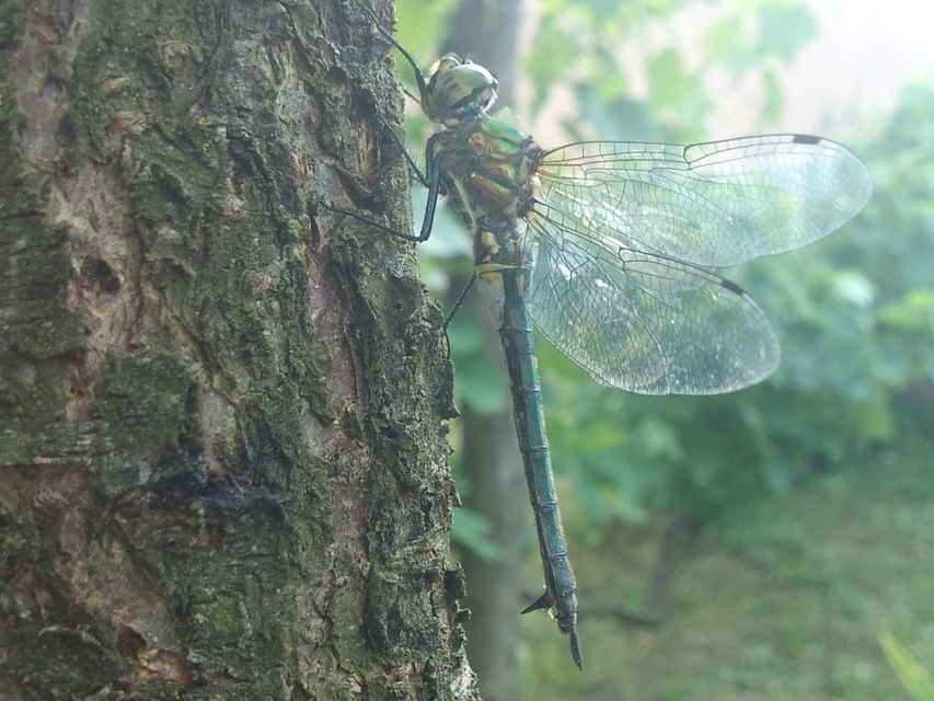Somatochlora meridionalis - déli smaragdszitakötő
