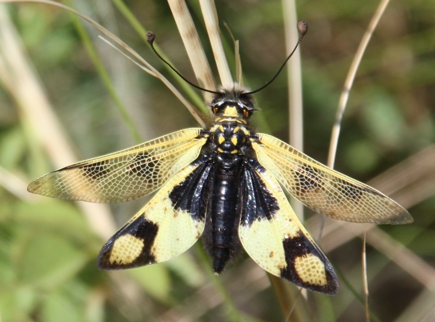Libelloides macaronius - keleti rablópille
