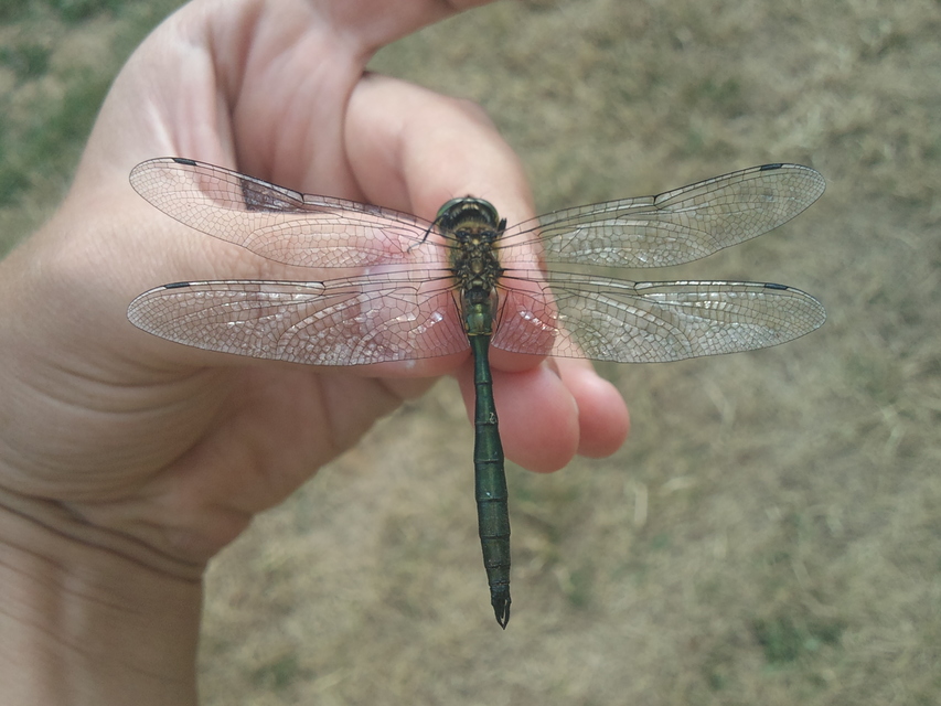 Somatochlora meridionalis - déli smaragdszitakötő