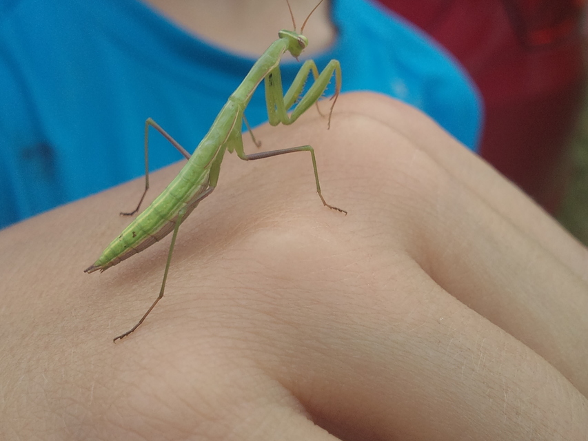 Mantis religiosa - imádkozósáska