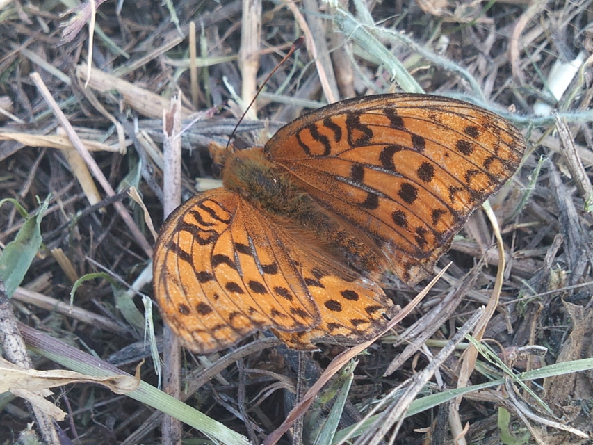 Argynnis adippe - ezüstös gyöngyházlepke