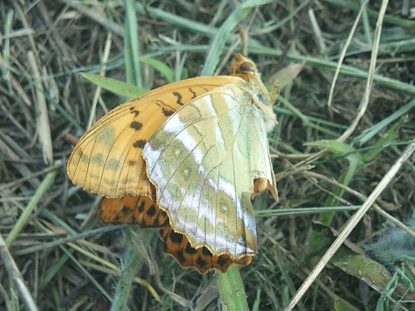 Argynnis paphia - nagy gyöngyházlepke
