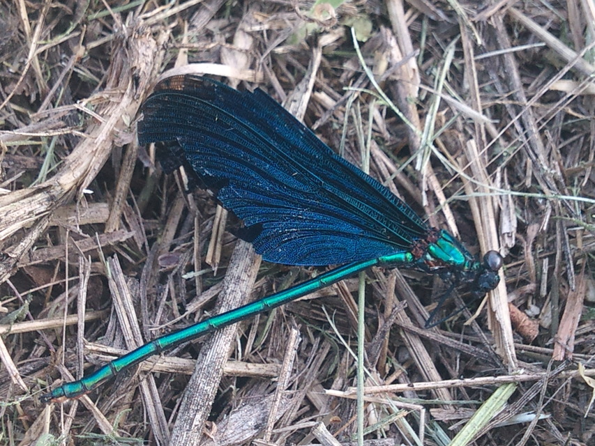 Calopteryx virgo - kisasszony-szitakötő
