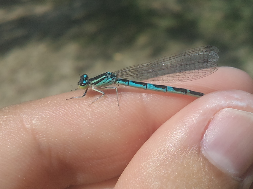 Coenagrion scitulum - mediterrán légivadász