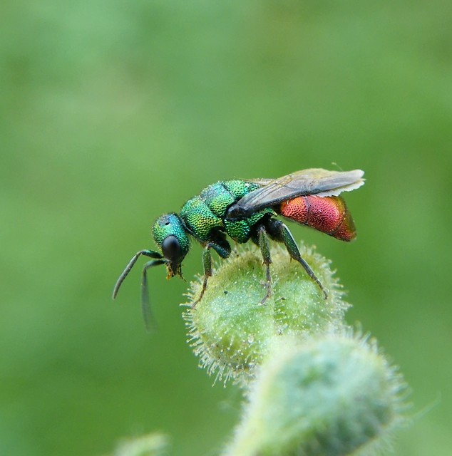 Chrysididae - fémdarazsak