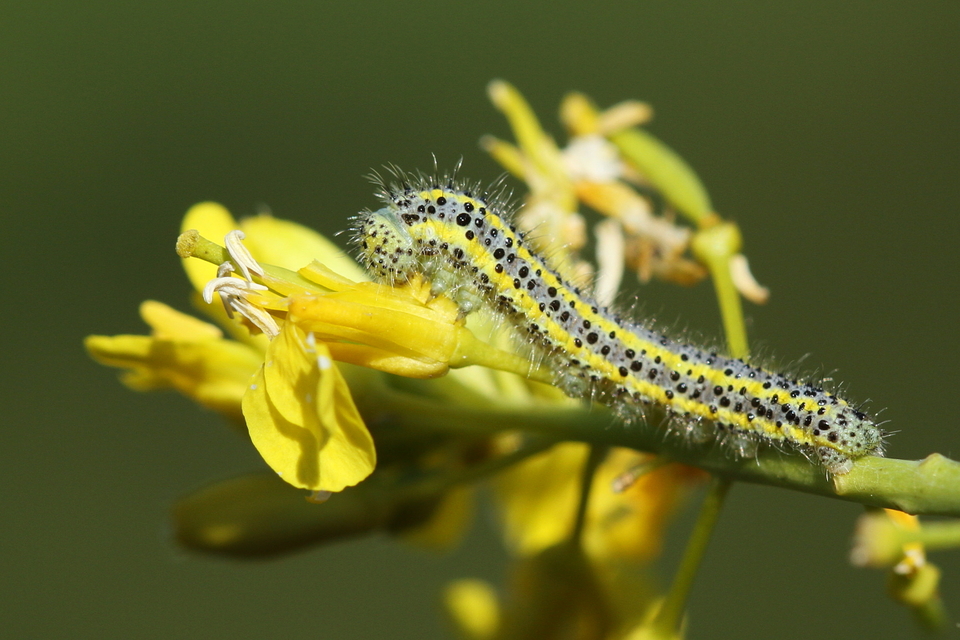 Pontia edusa - rezedalepke