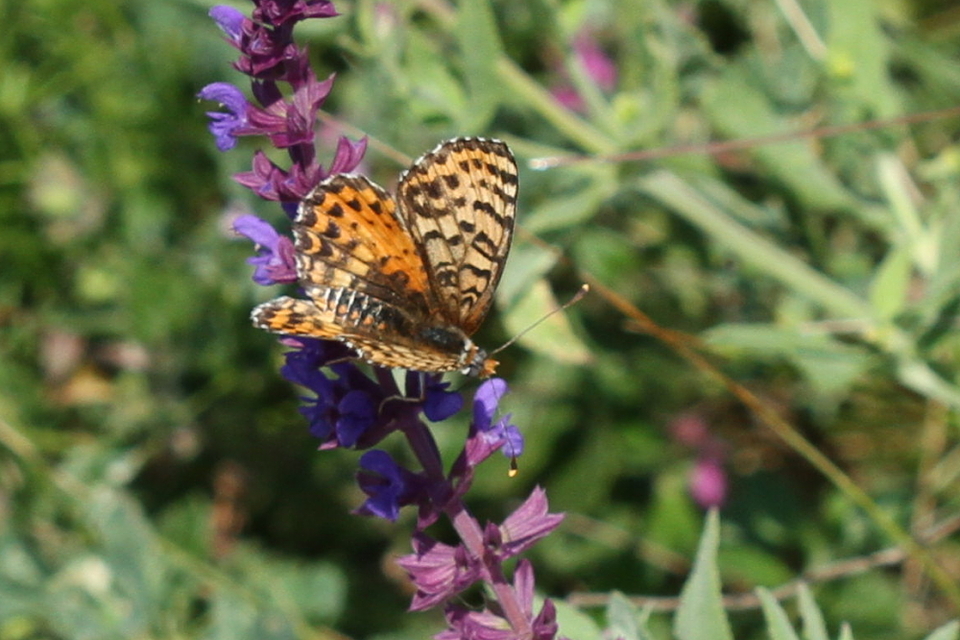 Melitaea didyma - tüzes tarkalepke