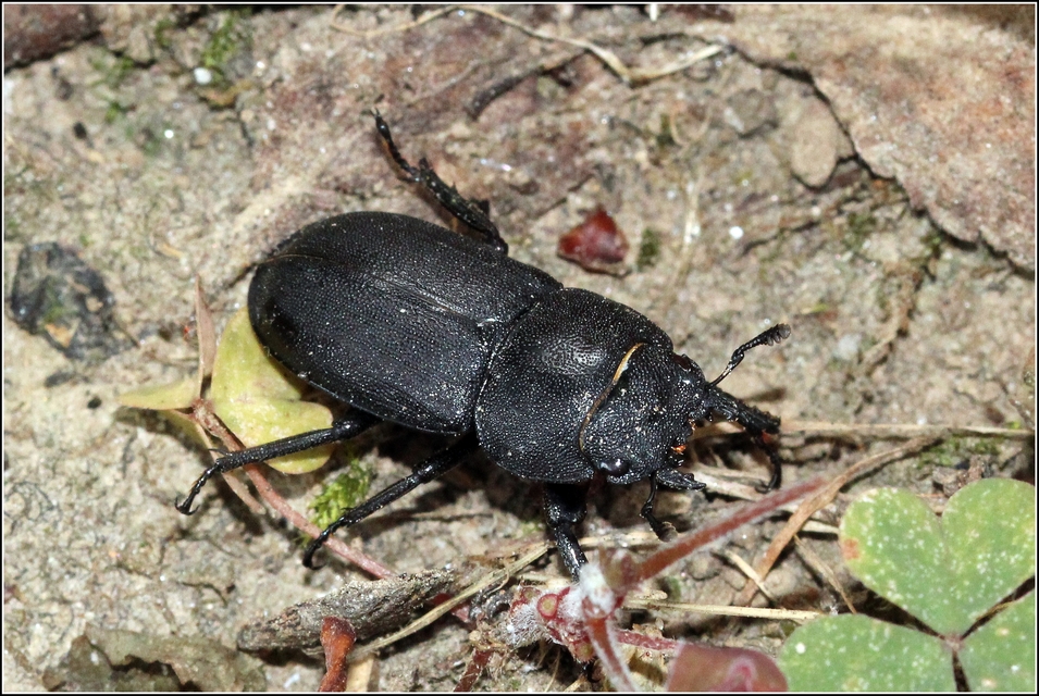 Dorcus parallelipipedus - kis szarvasbogár