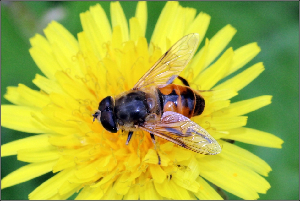 Eristalis tenax - közönséges herelégy