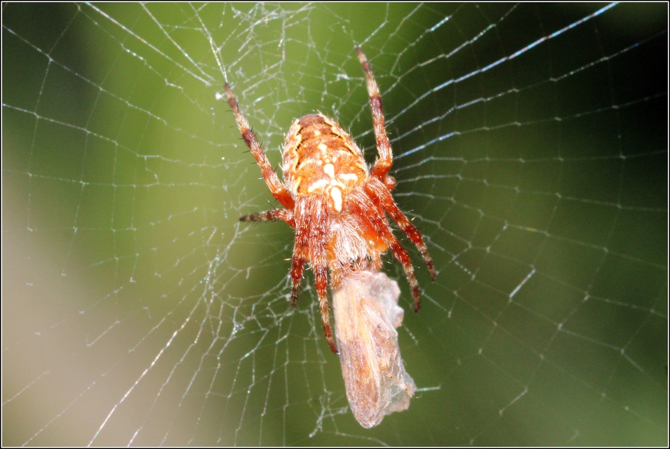 Araneus diadematus - koronás keresztespók