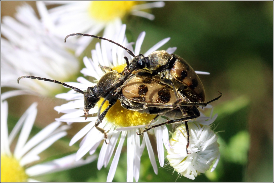 Pachytodes erraticus - rajzos virágcincér