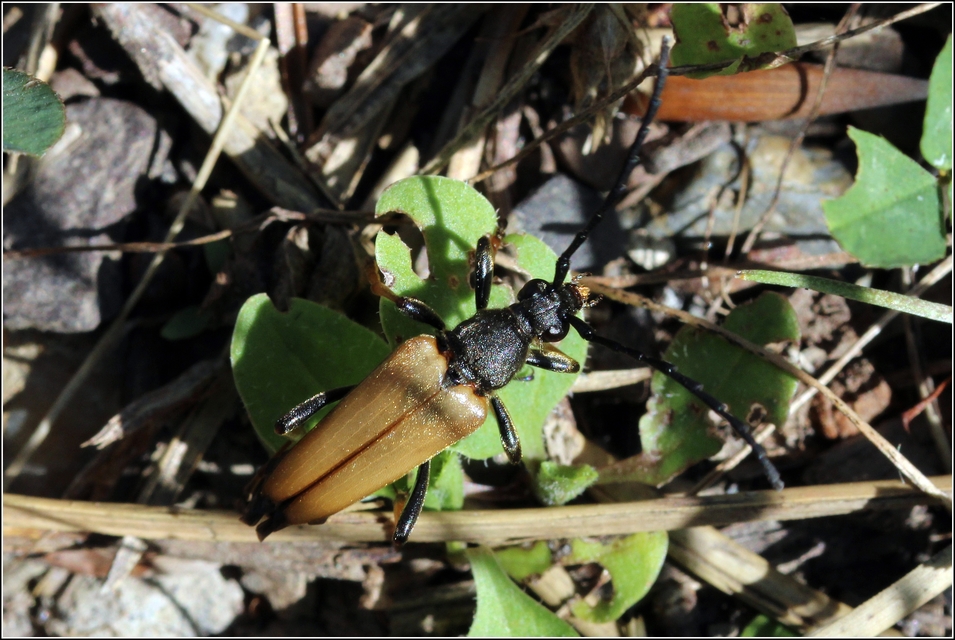 Stictoleptura rubra - vörös virágcincér