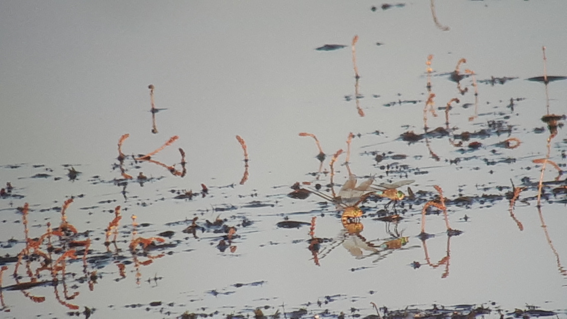Anax parthenope - barna óriásacsa
