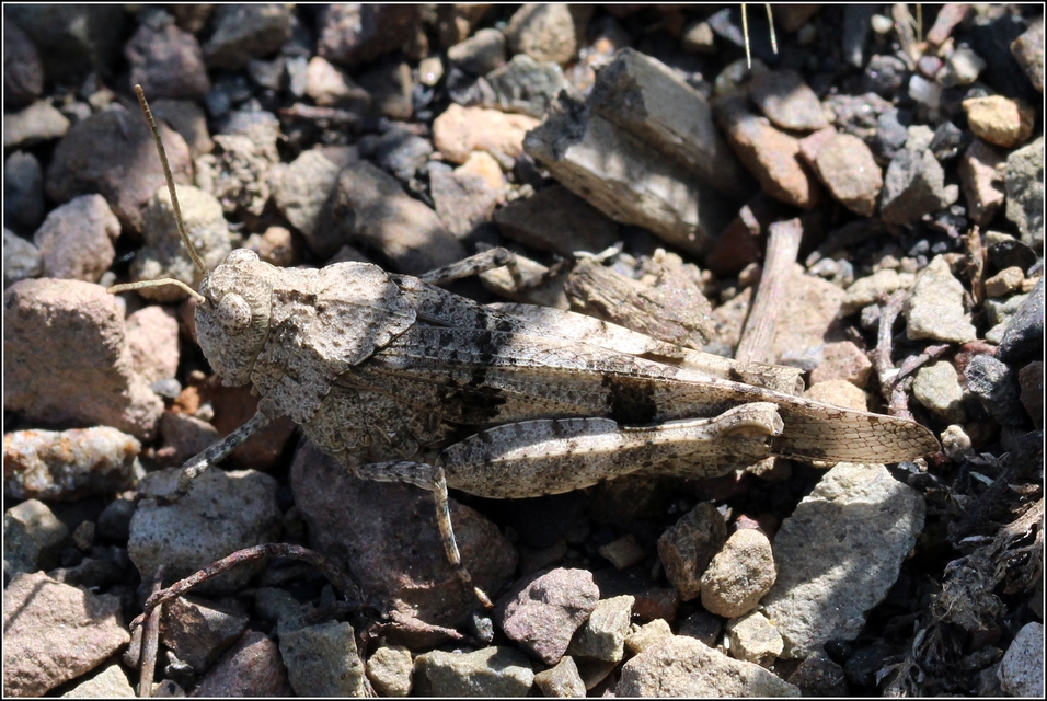 Oedipoda caerulescens - kékszárnyú sáska