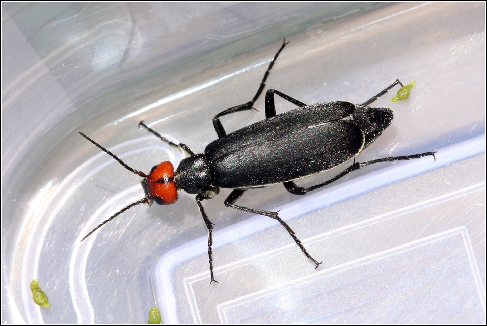 Epicauta rufidorsum - hollóbogár