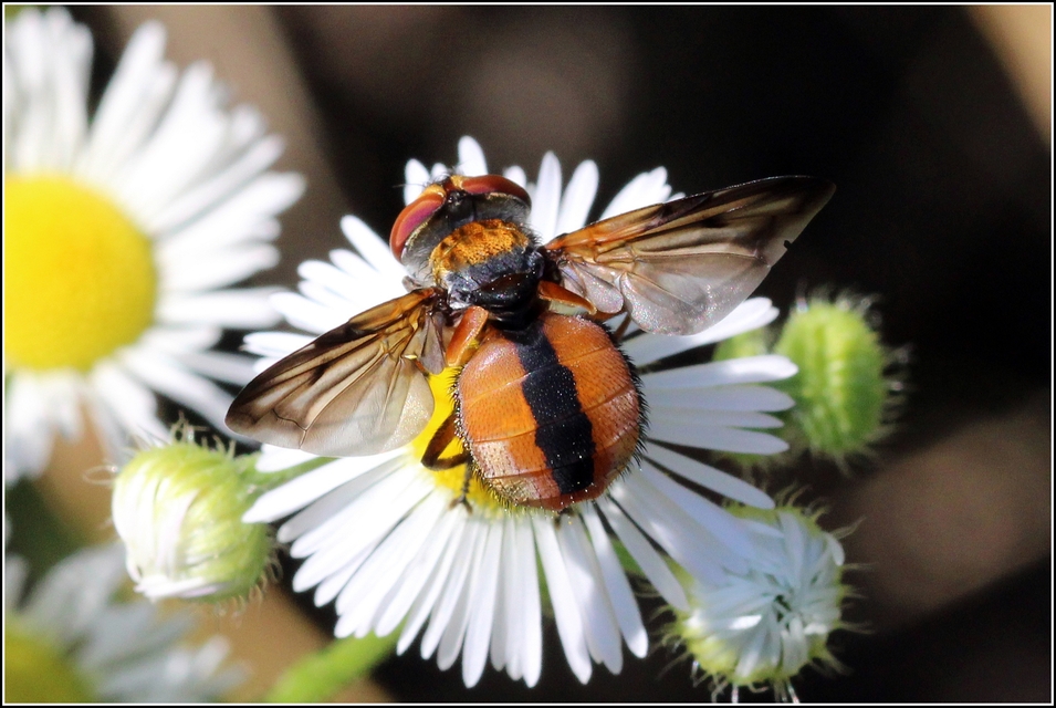 Ectophasia crassipennis - szélespotrohú poloskafürkész