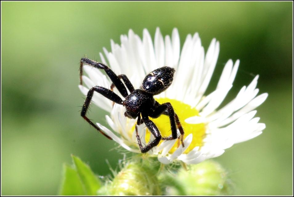 Synema globosum/ornatum