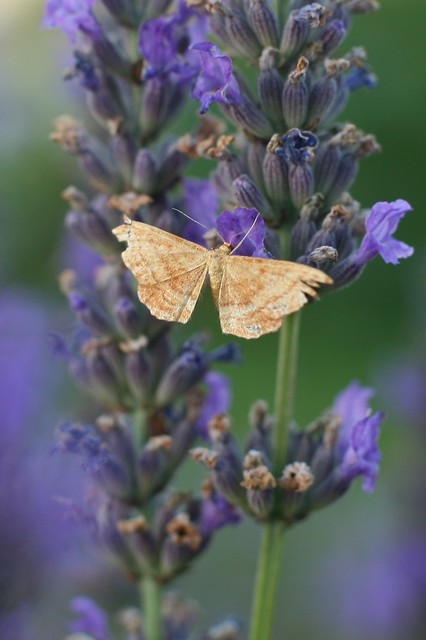 Idaea ochrata - okkerszínű sávosaraszoló