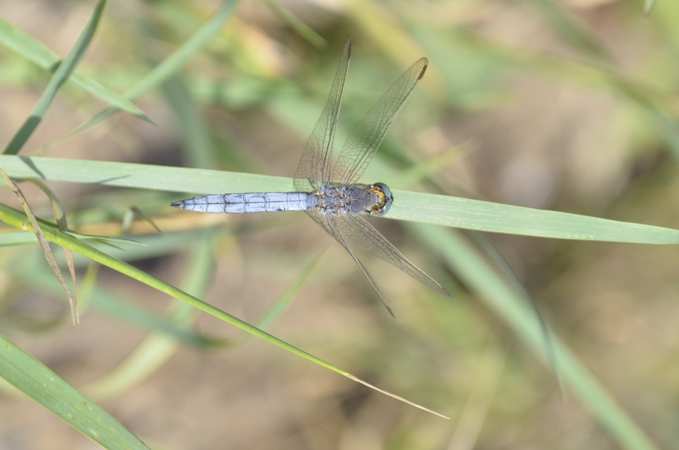 Orthetrum coerulescens - karcsú pásztorszitakötő