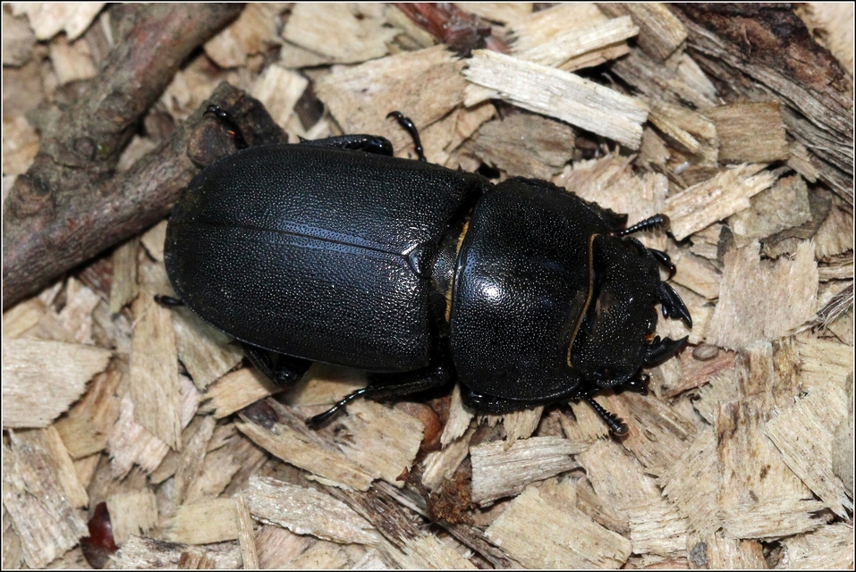 Dorcus parallelipipedus - kis szarvasbogár