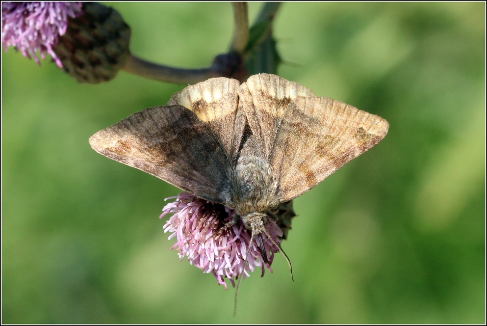 Euclidia glyphica - közönséges nappalibagoly