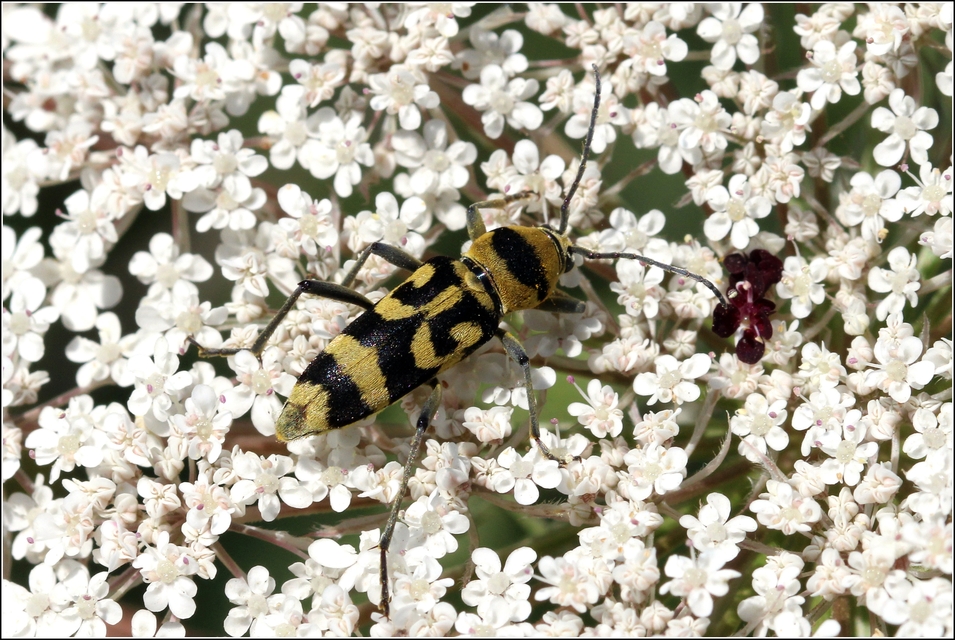 Chlorophorus varius - díszes darázscincér