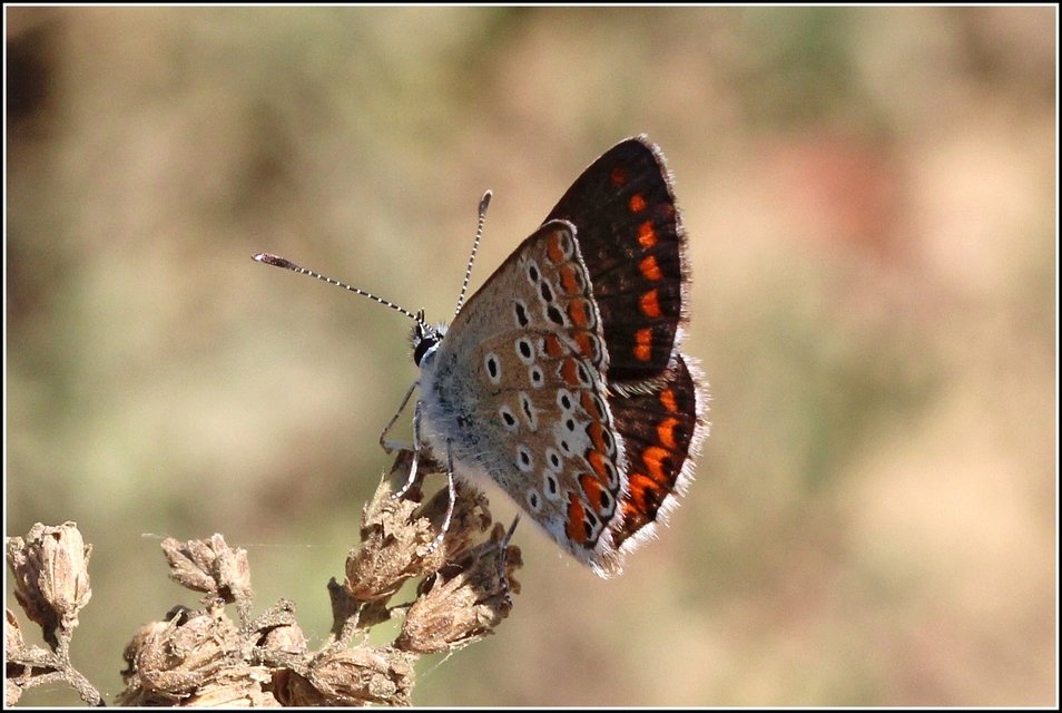 Aricia agestis - szerecsenboglárka