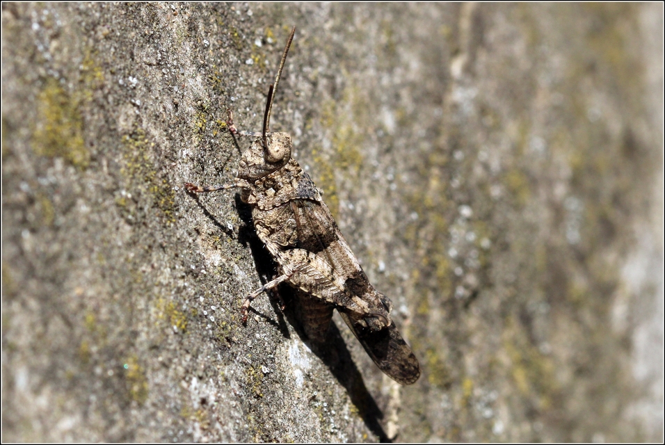 Oedipoda caerulescens - kékszárnyú sáska