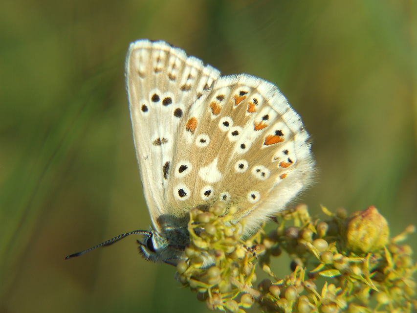 Polyommatus coridon - ezüstkék boglárka